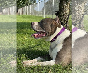 Nikko - Male American Pit Bull Terrier Dog for Adoption - Photo #5