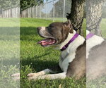 Small #4 American Pit Bull Terrier