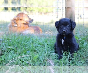 Gollie Puppy for sale in KINGSPORT, TN, USA