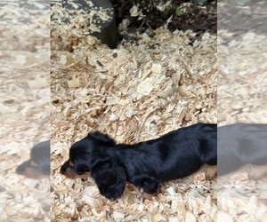 Mother of the Dachshund puppies born on 05/26/2025