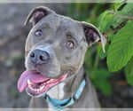 Small #2 American Staffordshire Terrier Mix