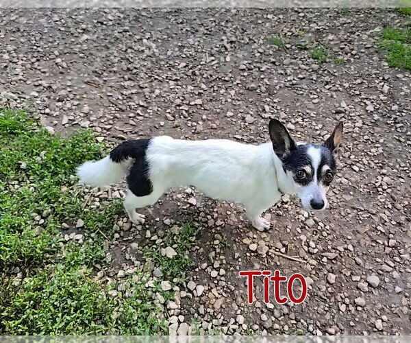 Medium Photo #4 Rat-Cha Puppy For Sale in Port Clinton, OH, USA