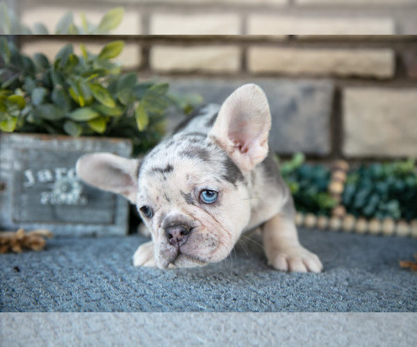 Medium Photo #15 French Bulldog Puppy For Sale in SUGARCREEK, OH, USA