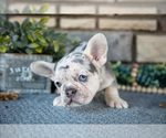 Small #1 French Bulldog