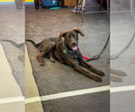 Small #11 Labrador Retriever Mix