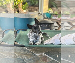Norma Jean - Female Australian Shepherd Dog for Adoption - Photo #3