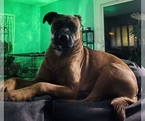 Raven - Female Mutt Dog for Adoption - Photo #3