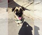 Small #2 Mutt