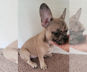 French Bulldog Puppy for sale in TAMPA, FL, USA