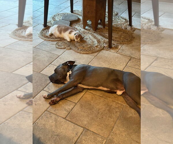 Medium Photo #8 American Pit Bull Terrier Puppy For Sale in Woodland Hills, CA, USA