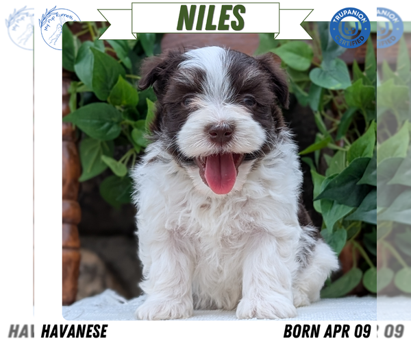 Medium Photo #50 Havanese Puppy For Sale in GOSHEN, IN, USA