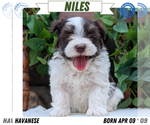 Puppy Niles Havanese