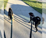 Small #7 Labrador Retriever Mix