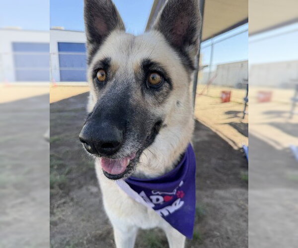 Medium Photo #1 German Shepherd Dog Puppy For Sale in Bakersfield, CA, USA
