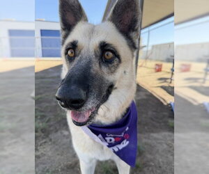 German Shepherd Dog Dogs for adoption in Bakersfield, CA, USA