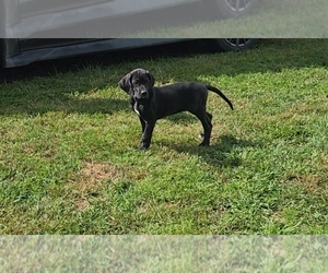 Great Dane Puppy for sale in CAMPBELL, NY, USA