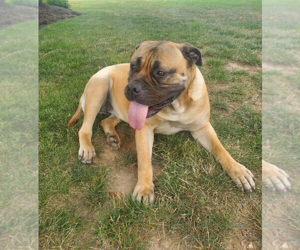 Medium Photo #1 Bullmastiff Puppy For Sale in NEWMANSTOWN, PA, USA