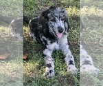 Small Photo #5 Poodle (Standard) Puppy For Sale in LEXINGTON, GA, USA