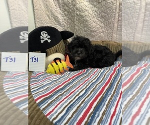 Maltipoo Puppy for sale in HOPKINSVILLE, KY, USA