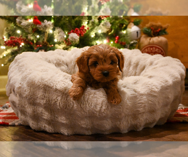 Medium Photo #3 Cavapoo (Miniature) Puppy For Sale in GUTHRIE, KY, USA