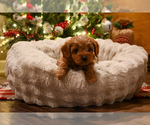 Small #2 Cavapoo (Miniature)
