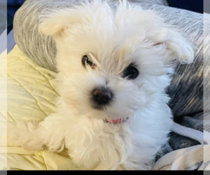 Maltese Puppy for sale in MARTINEZ, CA, USA