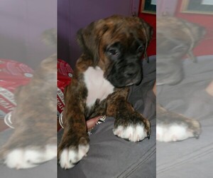 Boxer Puppy for sale in MOSES LAKE, WA, USA