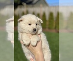 Small Photo #25 Miniature American Eskimo Puppy For Sale in OREGON CITY, OR, USA