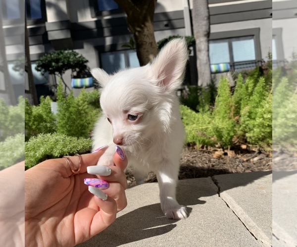 Medium Photo #2 Chihuahua Puppy For Sale in HOUSTON, TX, USA