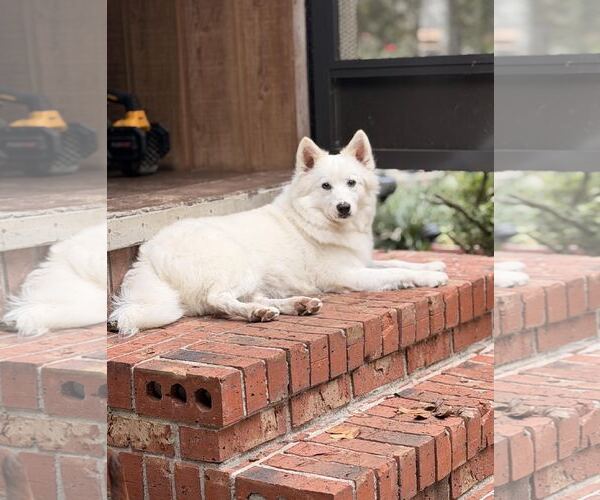 Medium Photo #1 American Eskimo Dog Puppy For Sale in Pikesville, MD, USA