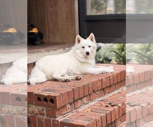 American Eskimo Dog Dogs for adoption in Pikesville, MD, USA