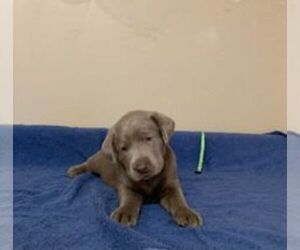 Labrador Retriever Puppy for sale in ANNISTON, AL, USA