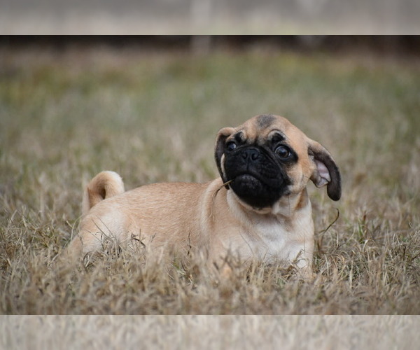 Medium Photo #3 Pug Puppy For Sale in PALM COAST, FL, USA