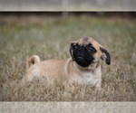 Small #2 Pug