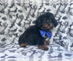 Small #7 Cavapoo