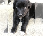 Small Photo #9 Border Collie-Golden Retriever Mix Puppy For Sale in OVERLAND PARK, KS, USA