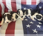 Small Photo #8 Boston Terrier Puppy For Sale in VACAVILLE, CA, USA