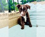 Small #2 Collie-Labrador Retriever Mix
