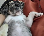 Small Photo #3 Puggle Puppy For Sale in CINCINNATI, OH, USA