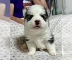 Small #4 Pomsky