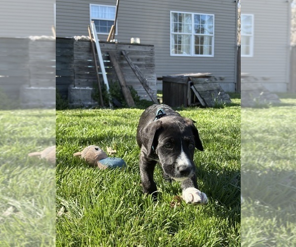 Medium Photo #1 Great Dane-Sheepadoodle Mix Puppy For Sale in EGG HARBOR CITY, NJ, USA