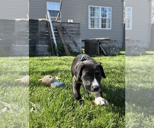 Medium Great Dane-Sheepadoodle Mix