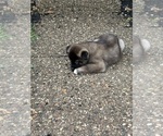 Puppy Puppy 4 Akita