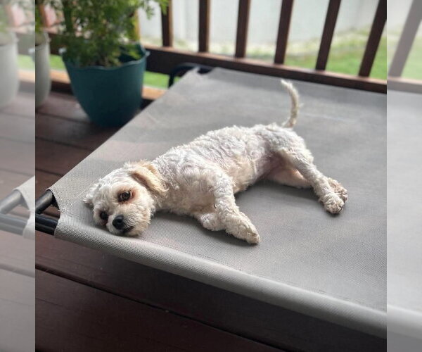Medium Photo #3 Maltipoo (Miniature) Puppy For Sale in Spring Lake, NC, USA