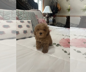 Poodle (Toy) Puppy for sale in TAMPA, FL, USA