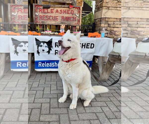 Medium Photo #4 Siberian Husky Puppy For Sale in Cumming, GA, USA