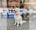 Small #3 Siberian Husky