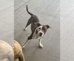 Small Labrador Retriever Mix