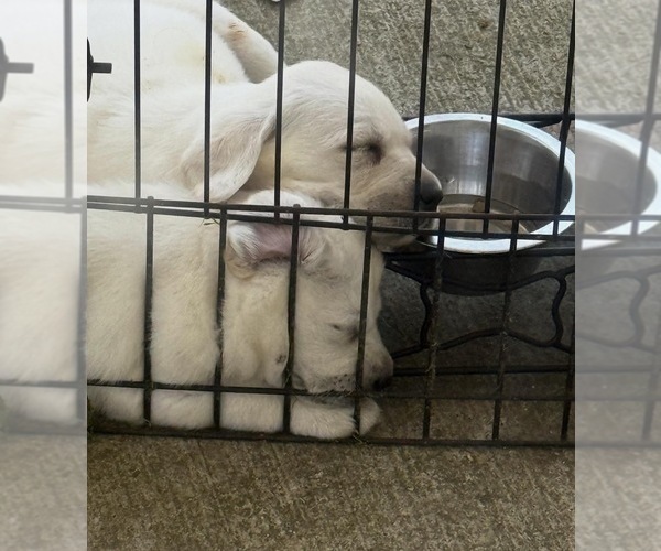 Medium Photo #8 Labrador Retriever Puppy For Sale in GREER, SC, USA