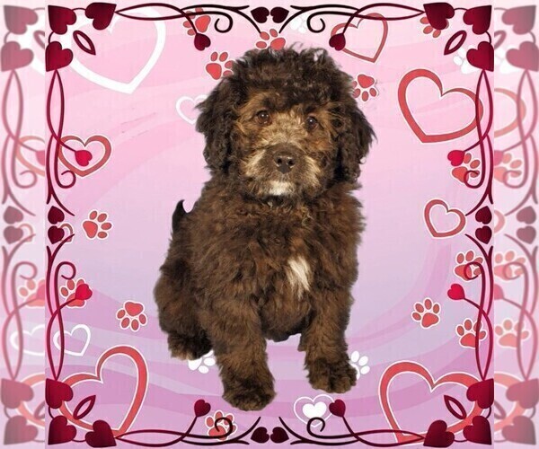 Medium Photo #6 Bernedoodle (Miniature) Puppy For Sale in PEYTON, CO, USA